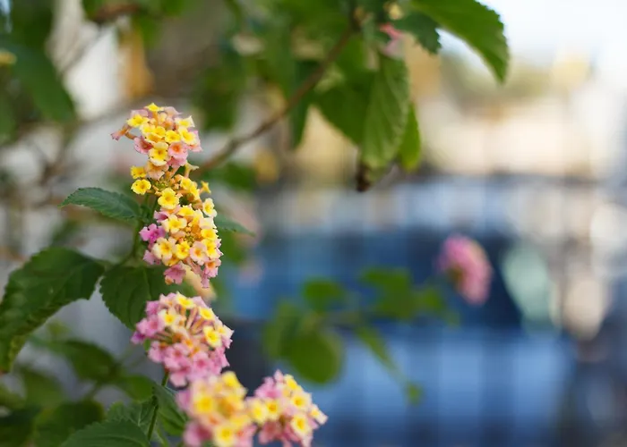 Palmera 100m From The ニキティ